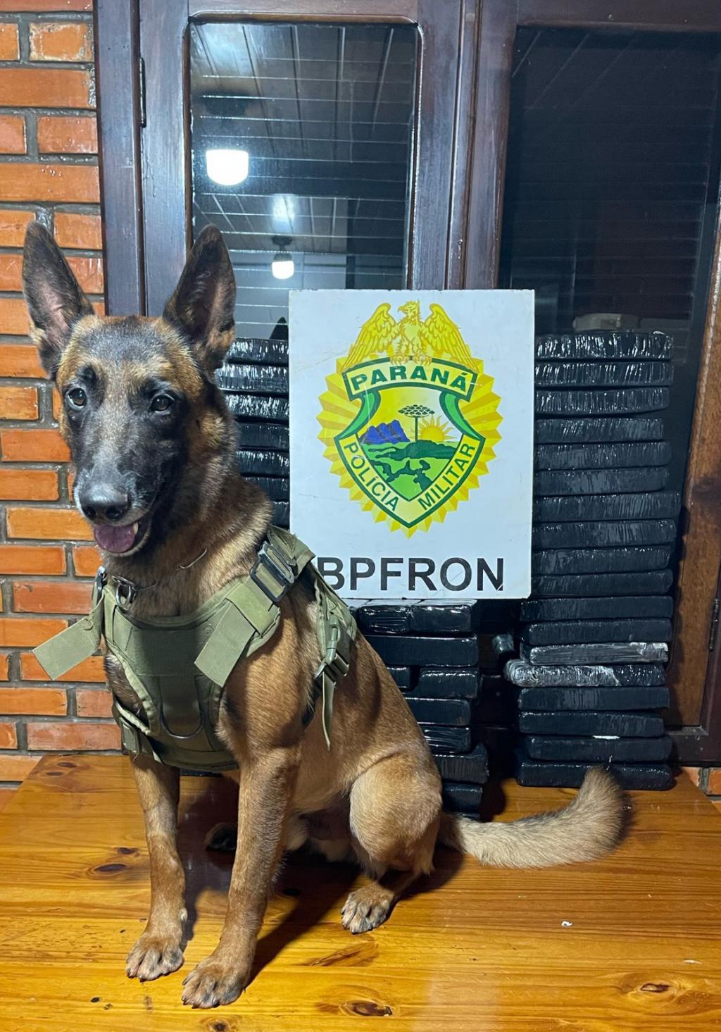 Cão encontra droga e jovem de 18 anos é presa com mais de 40 kg de maconha em Palotina