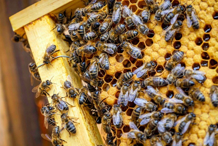 Abelhas são envenenadas e mortas no interior de Pato Bragado