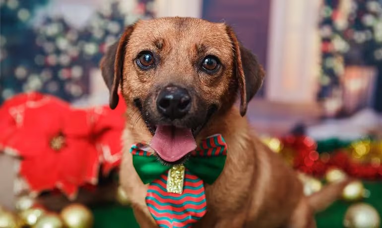 Lula sanciona lei para criação do cadastro nacional de animais domésticos com veto parcial