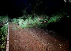 Temporal derruba árvores e bloqueia a rodovia entre Margarida e São Roque
