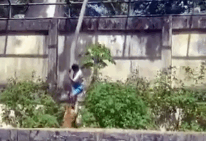 Homem morre após invadir recinto de leoa em João Pessoa; parque é fechado (Vídeo: imagens fortes)