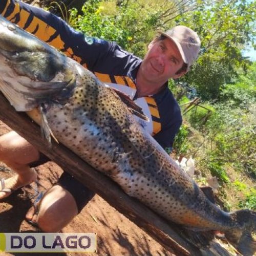 Pintado de 49 kg é capturado no Lago de Itaipu por pescador de Santa Helena e destaca importância da pesca sustentável