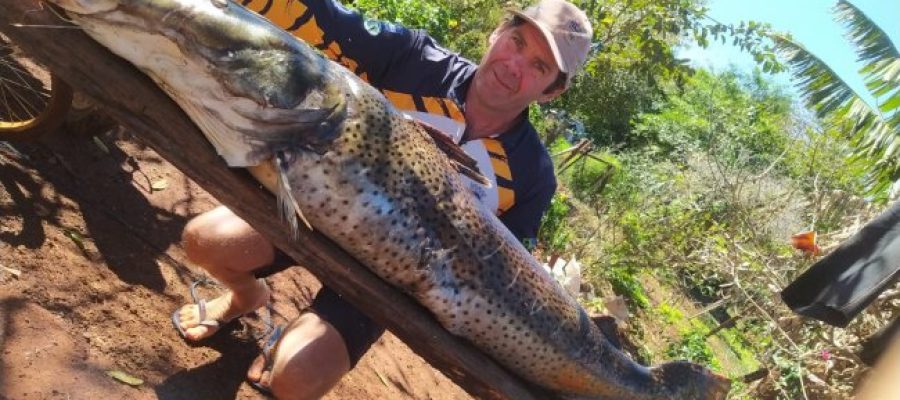 Pintado de 49 kg é capturado no Lago de Itaipu por pescador de Santa Helena e destaca importância da pesca sustentável