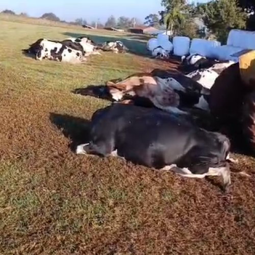 Tragédia no campo: vaca morde tomada e 32 animais morrem eletrocutados no interior de Marechal Rondon