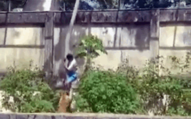 Homem morre após invadir recinto de leoa em João Pessoa; parque é fechado (Vídeo: imagens fortes)