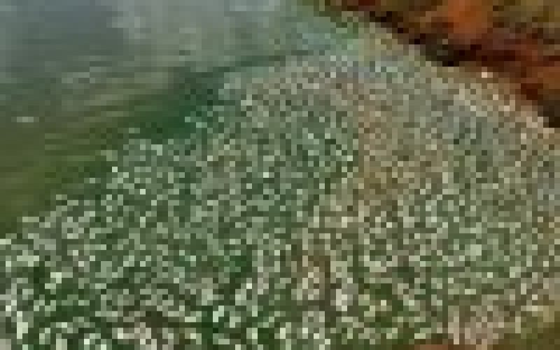 Produtor do interior de Santa Helena perde metade da produção de tilápias por falha no fornecimento de energia elétrica da Copel