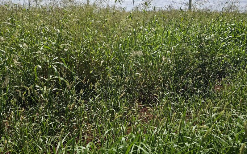 Município reforça responsabilidade dos proprietários na manutenção de terrenos