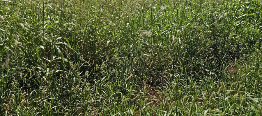 Município reforça responsabilidade dos proprietários na manutenção de terrenos