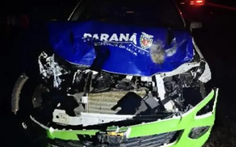 Animais na pista provocam acidente durante a madrugada