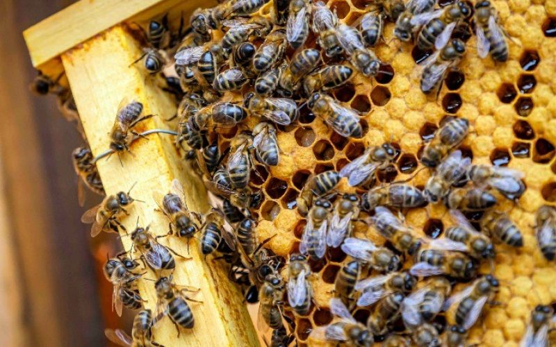 Abelhas são envenenadas e mortas no interior de Pato Bragado
